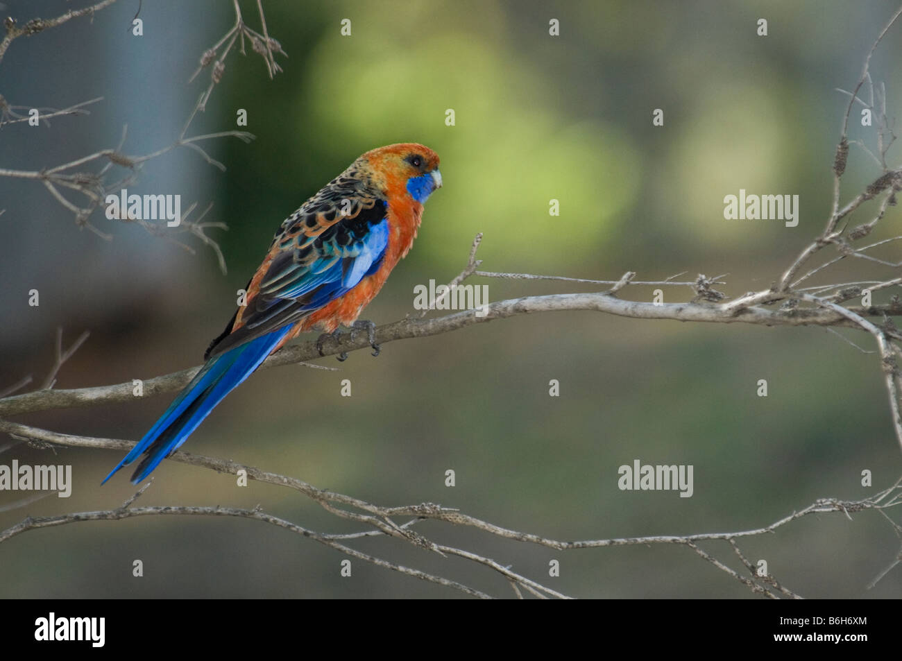 Adelaide Rosella, 'Platycercus elegans adelaidae' Stock Photo