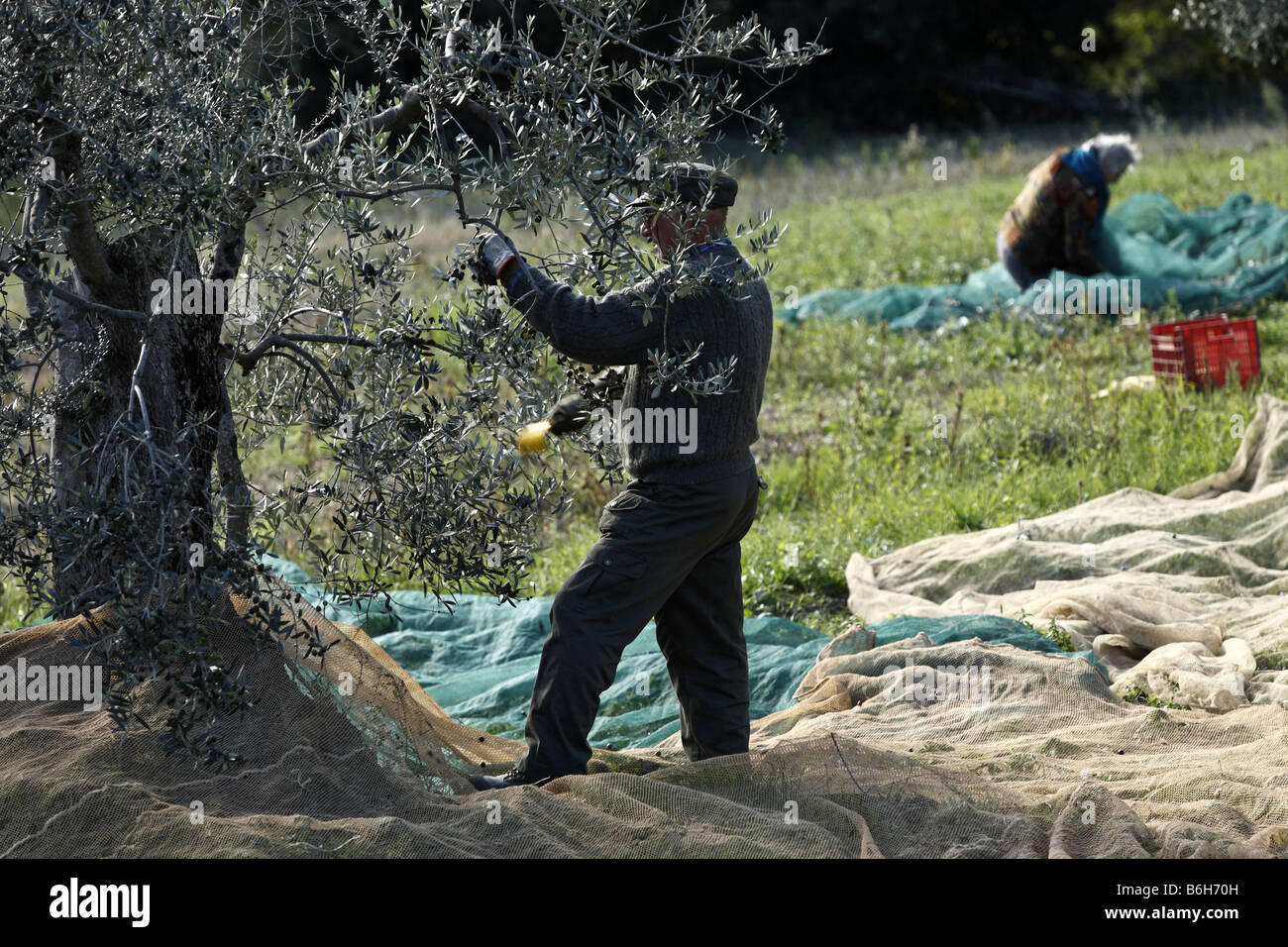 Farmer Harvesting Olives Stock Photo Alamy