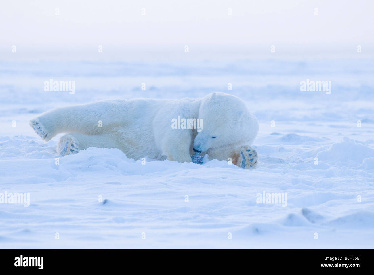 polar bear Ursus maritimus subadult rolls around in the snow to either