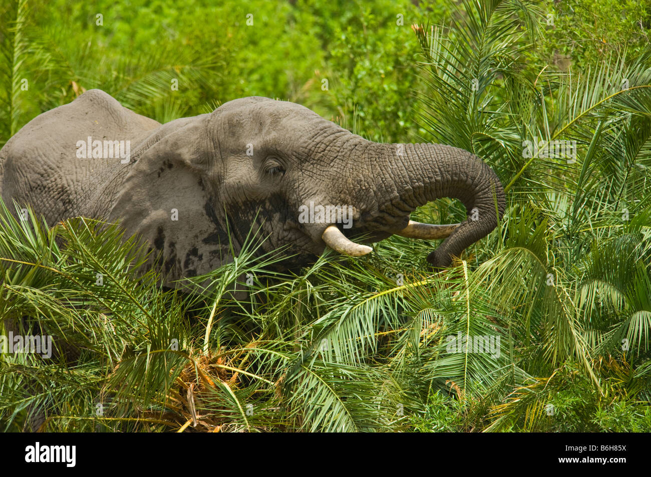 Elephant eating palm leaves hires stock photography and images Alamy