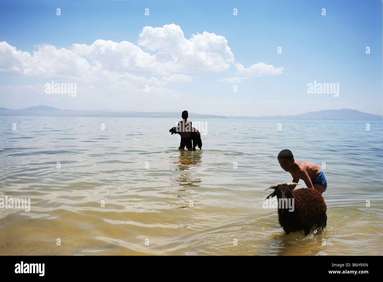Two boys washing sheep in Lake Van in North East Turkey Stock Photo