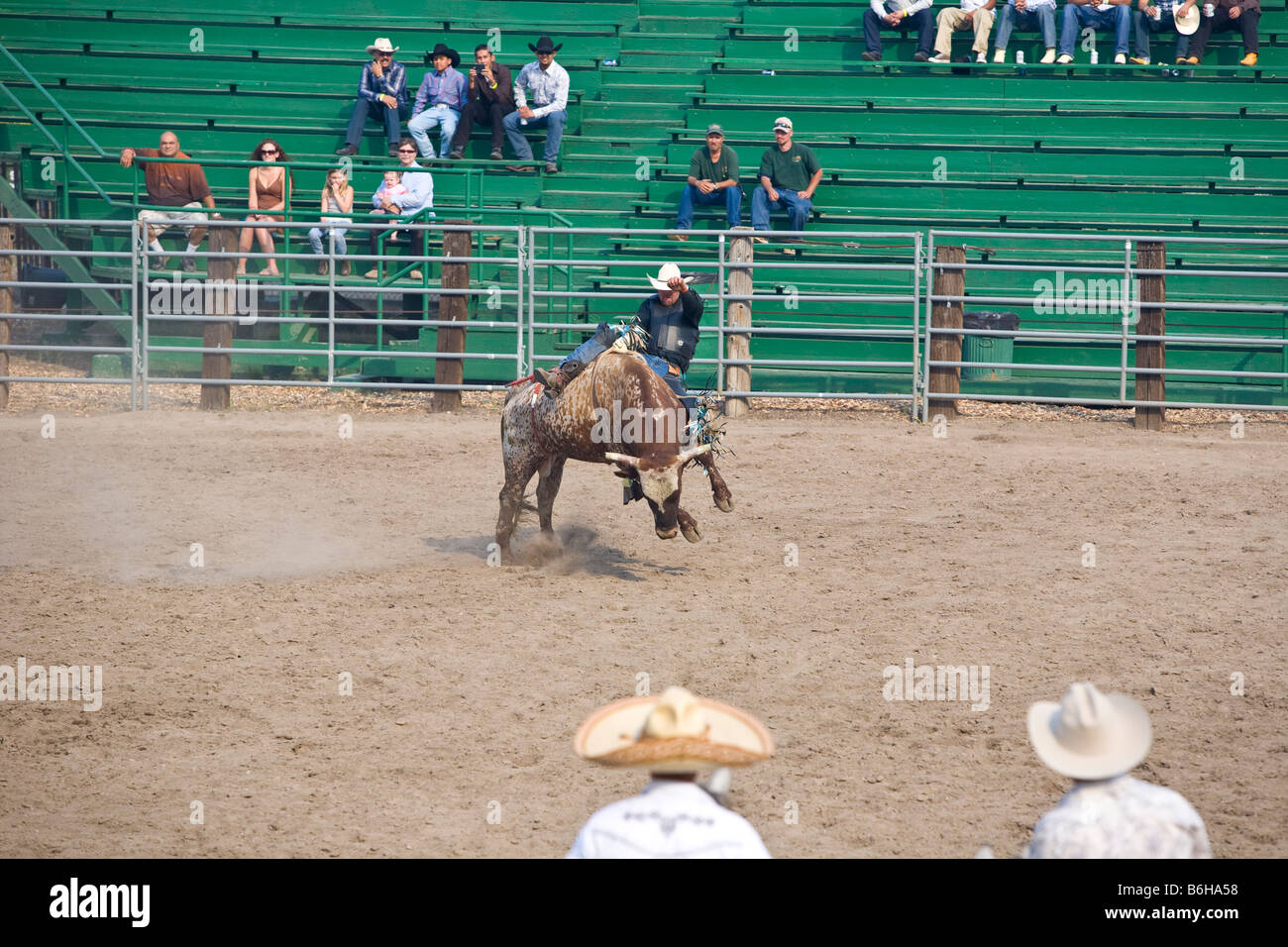 Bucking Bulls For Sale Find The Perfect Bull For Your Riding Style - pnjk52n