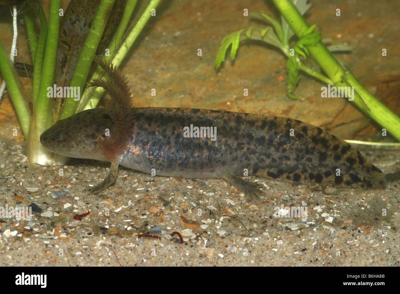 Ambystoma andersoni - Anderson's salamander Stock Photo