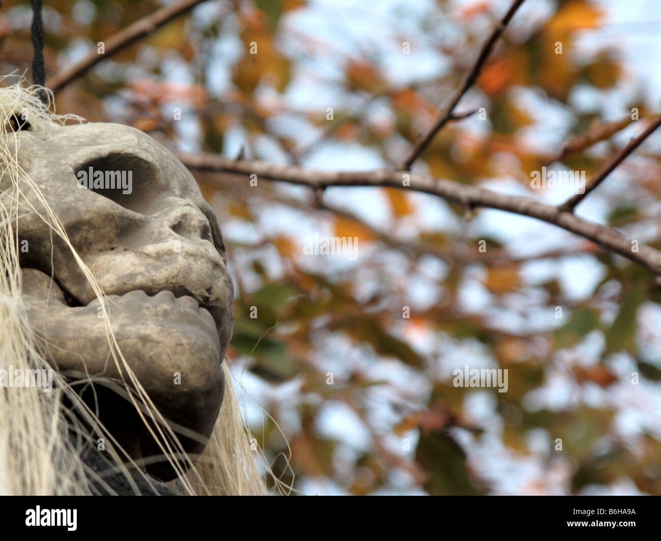 Halloween decorations hanging from tree Stock Photo Alamy