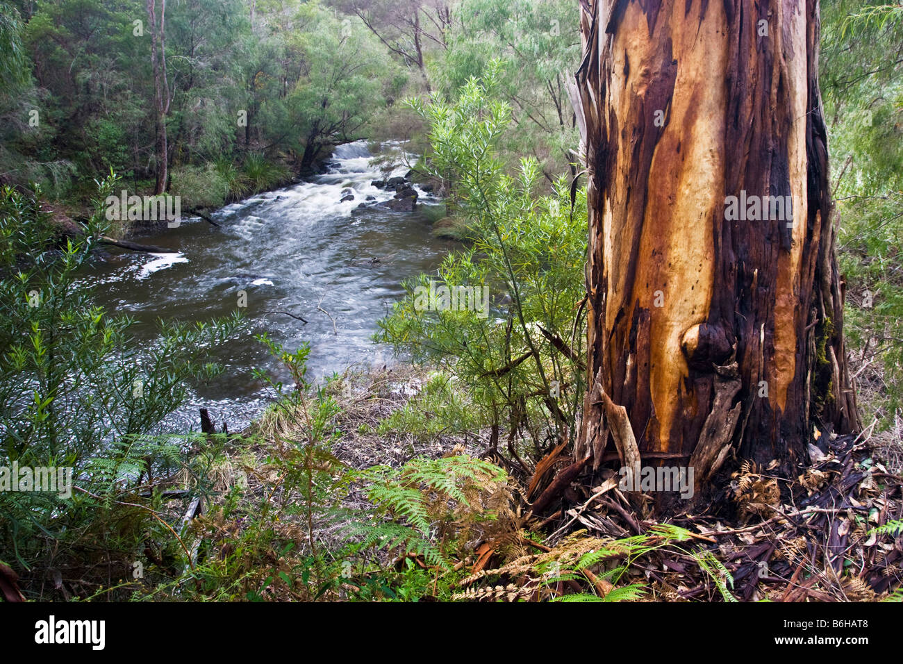 A karri tree growing beside the cascades at Lefroy Brook in Gloucester