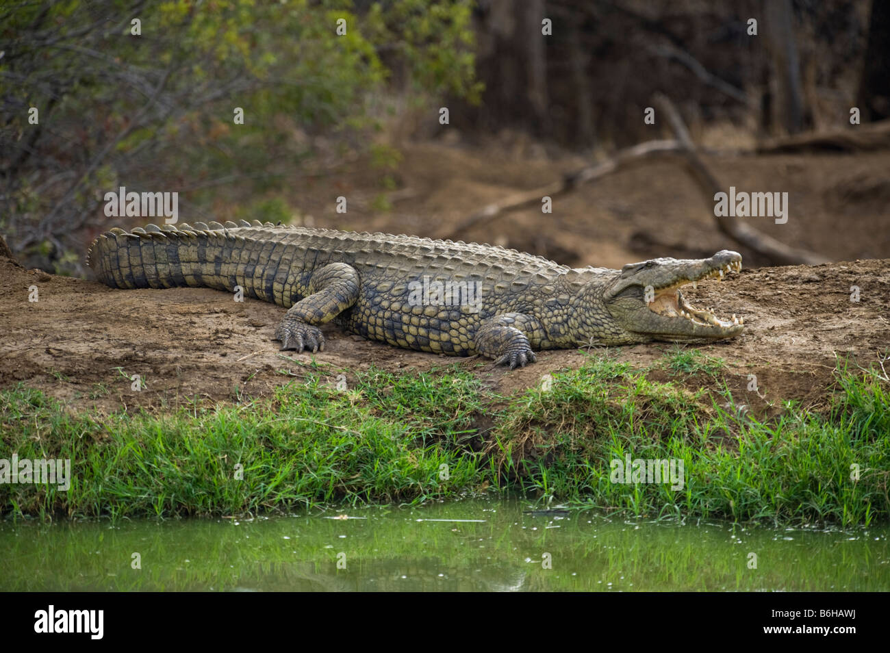Nile Crocodile crocodylus niloticus lying sleeping sleep out of water waterhole south-Afrika south africa big fat wildlife Stock Photo