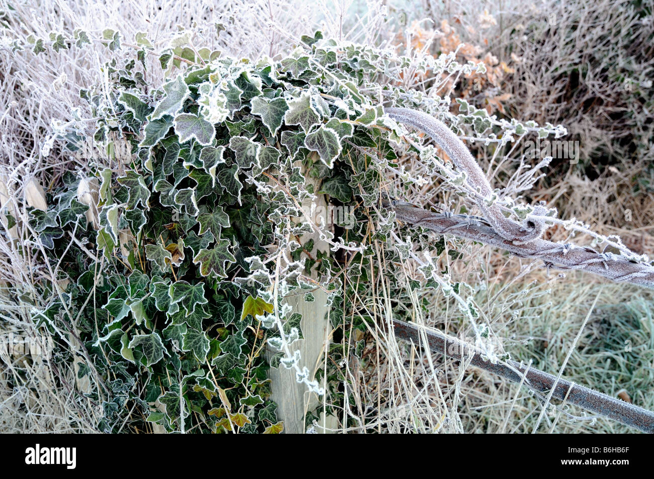 A gate post overgrown with ivy stands out highlighted by the heavy morning's frost. Stock Photo