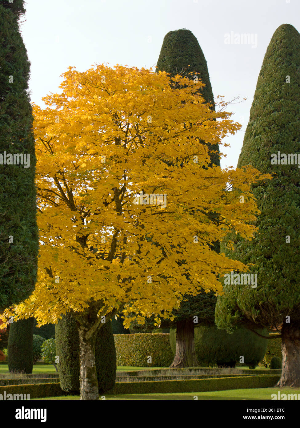 Beautiful Autumn colours at Drummond Gardens Perthshire Scotland Stock Photo