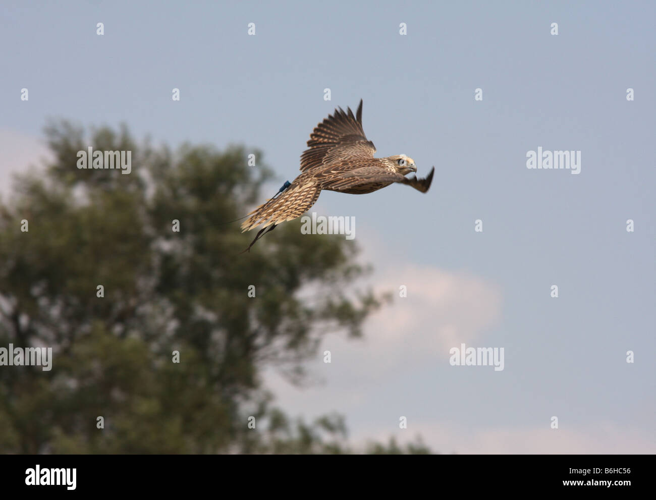 Gyr-saker falcon in flight Stock Photo