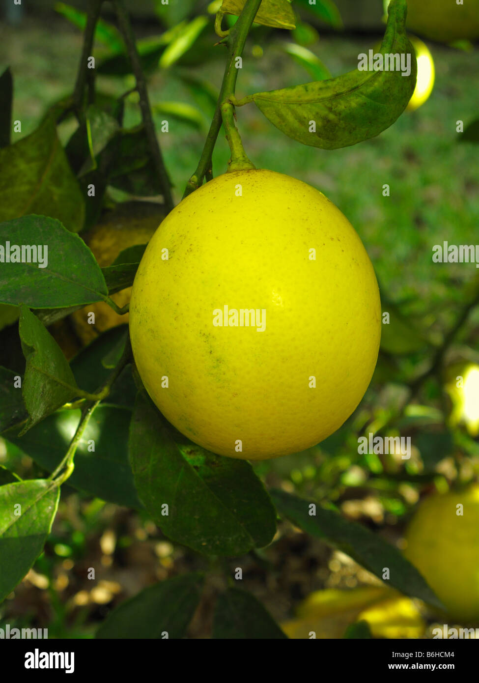 Meyer Lemon ripe Stock Photo