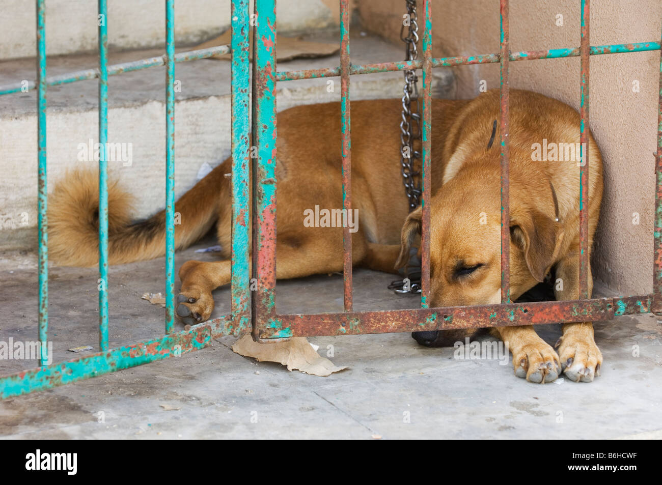 Captive dog Lebanon Middle East Stock Photo Alamy