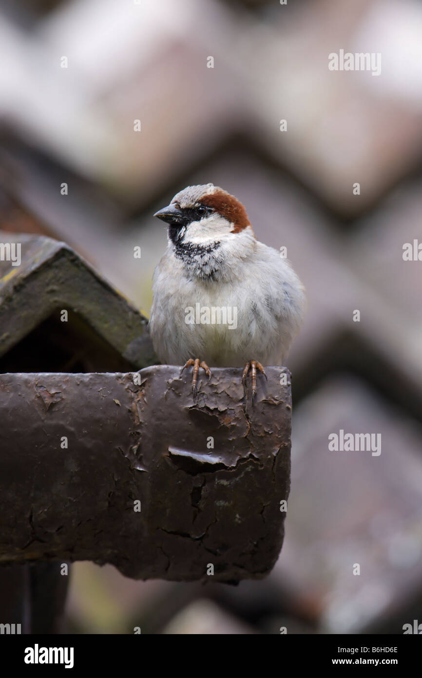 House Sparrow perched on guttering Stock Photo
