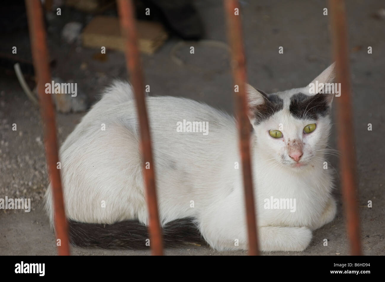 White street cat behind bars Stock Photo