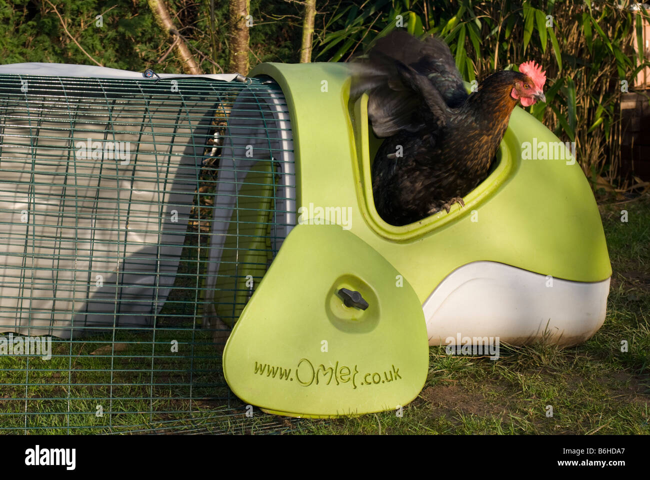 Dark Coloured Hen In An Eglu Stock Photo - Alamy