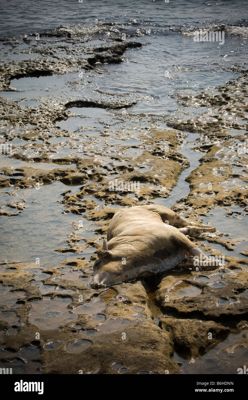 Dead animal forsaken on the shore Stock Photo