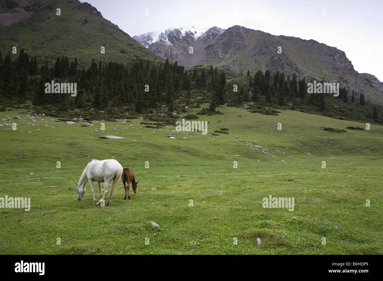 Horses grazing in Tian Shan's mountain pastures Stock Photo