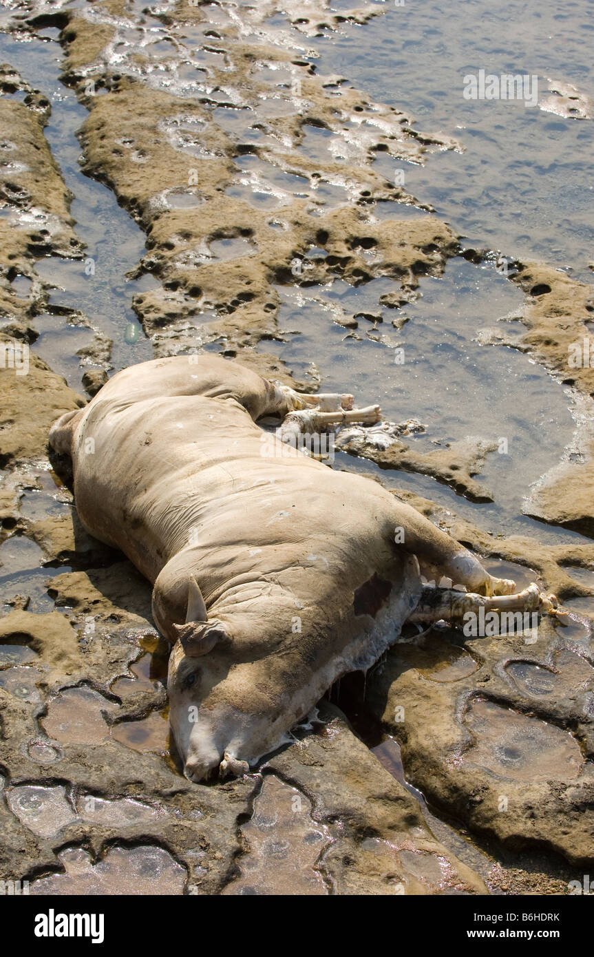 Dead bull by the seaside Stock Photo