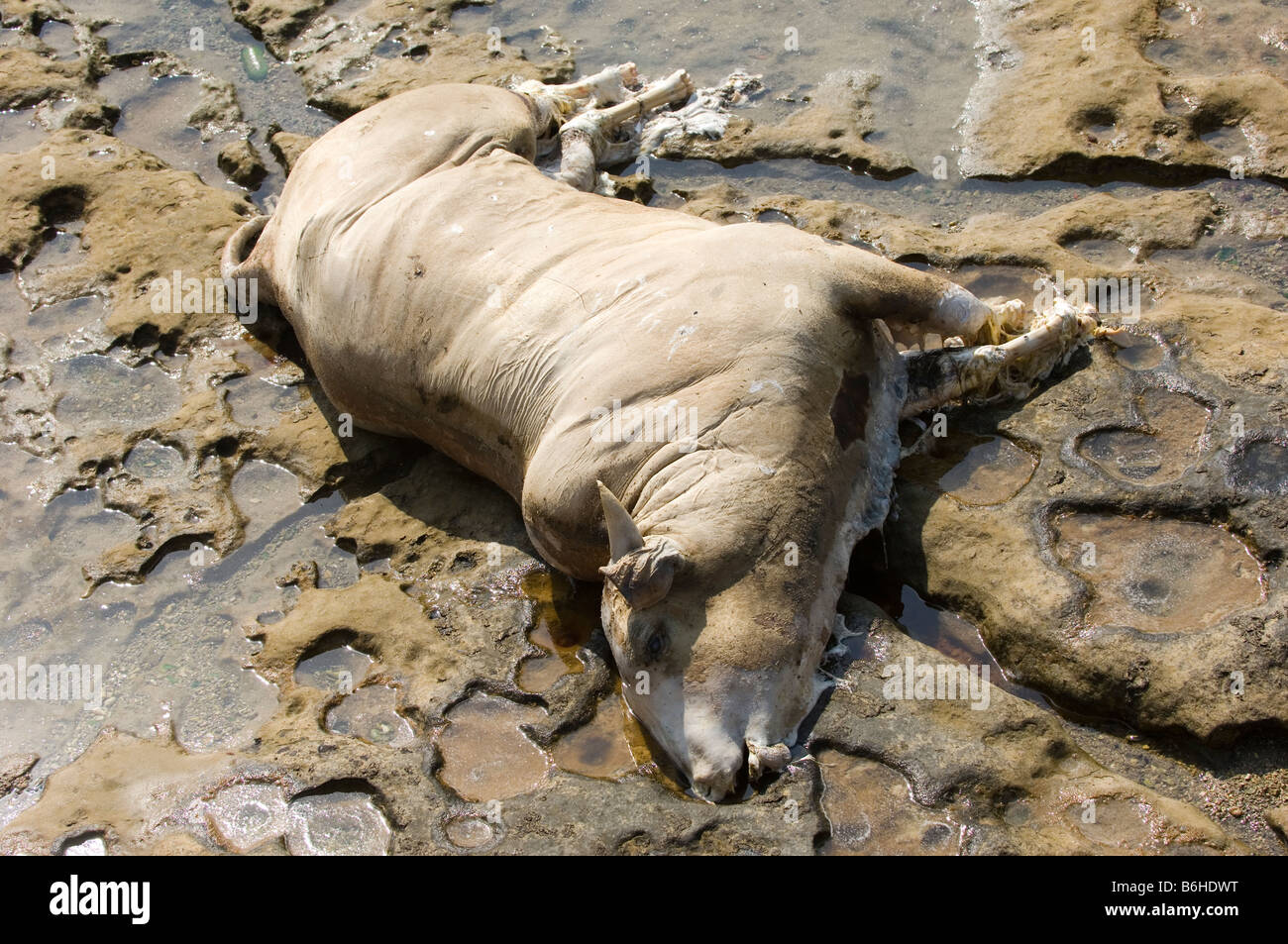 Dead cow on the seaside Lebanon Middle East Stock Photo