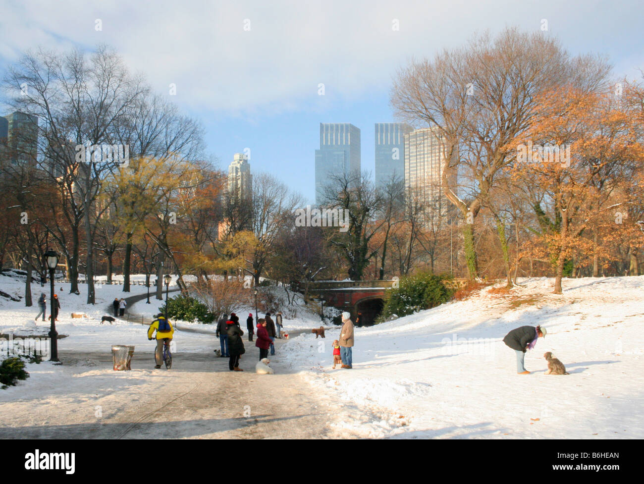 Can You Walk Your Dog In Central Park