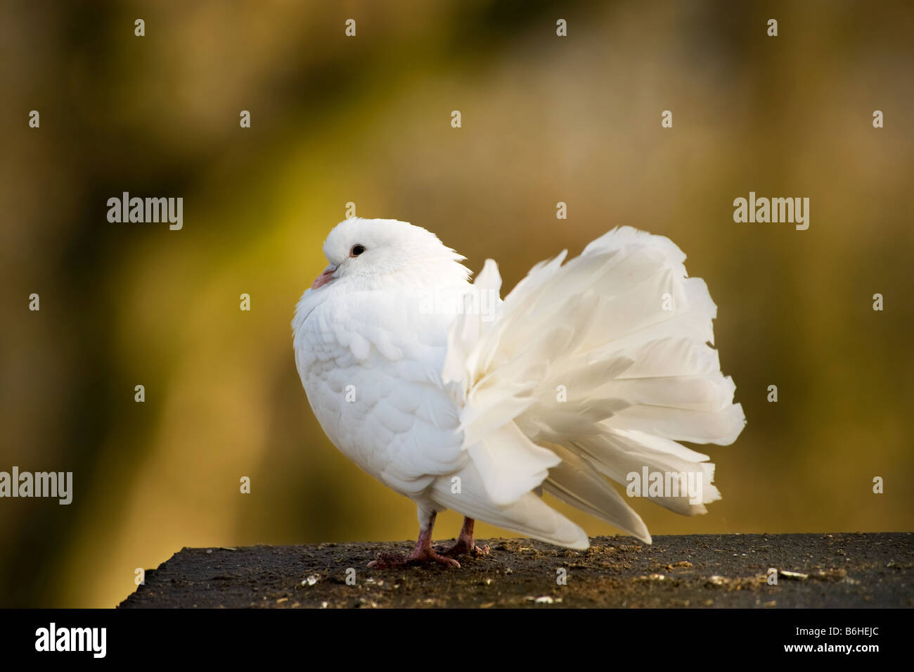White Brown Pigeon High Resolution Stock Photography And Images Alamy White Brown Pigeon High Resolution Stock Photography And Images Alamy