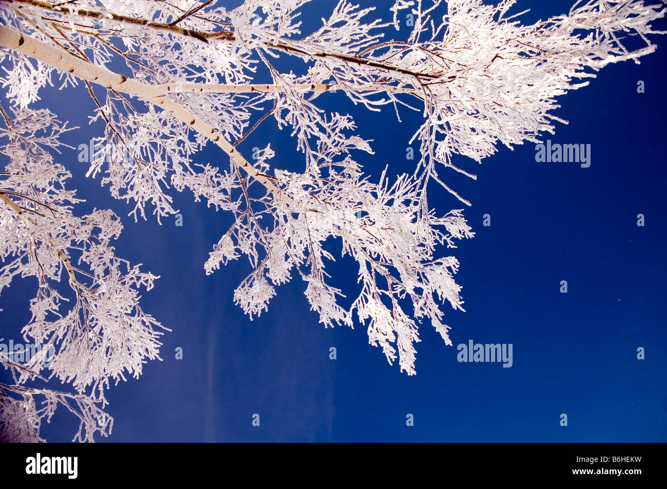 A tree covered in hoar frost Stock Photo - Alamy