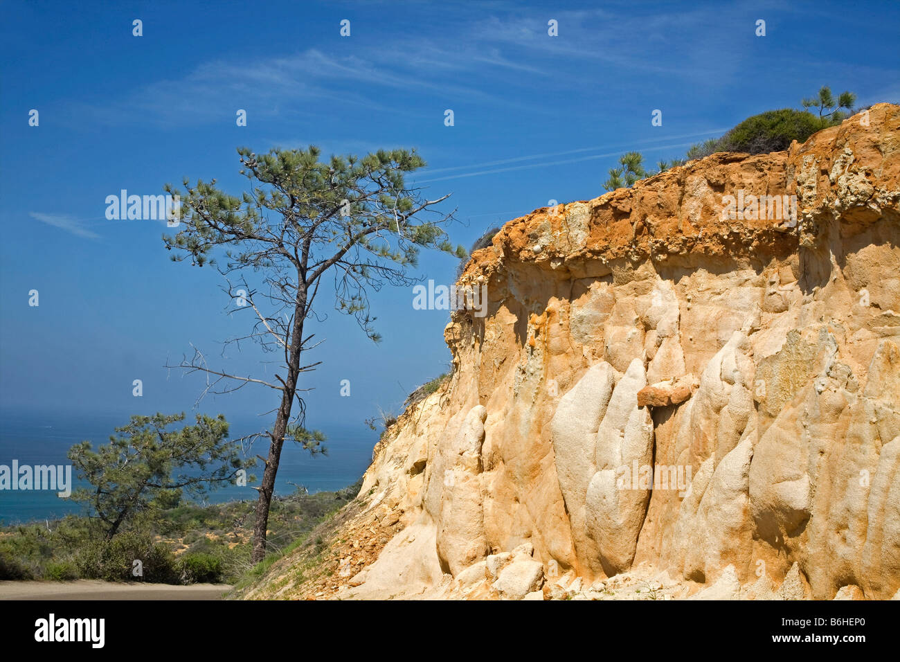 CALIFORNIA - Sandstone hillside and a torrey pine overlooking the Pacific Ocean from Torrey Pines State Reserve in La Jolla. Stock Photo