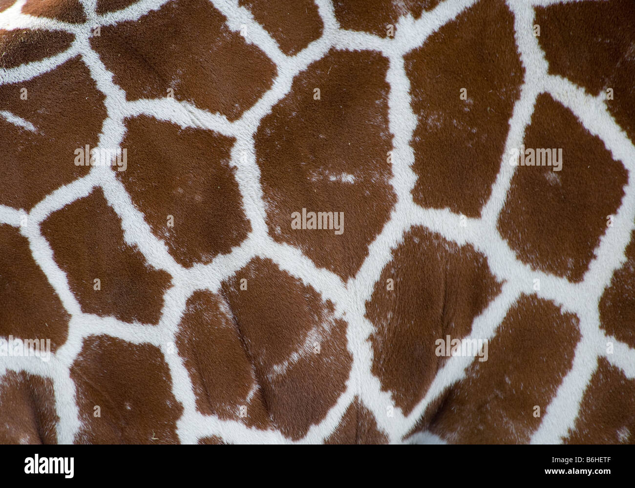 A photo of a giraffe texture Stock Photo