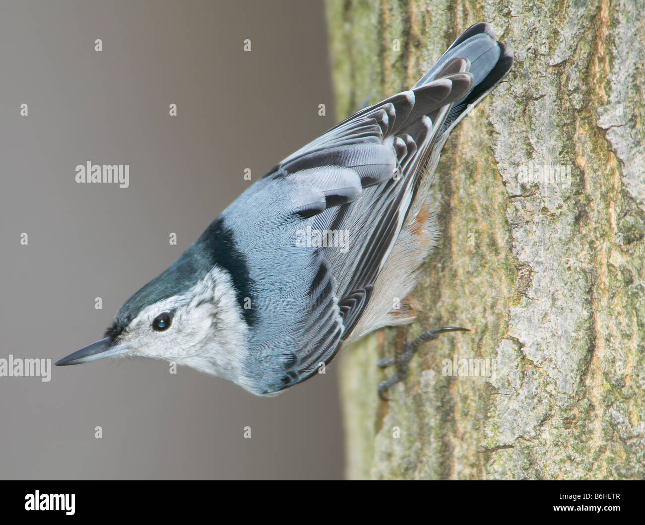 White breasted Nuthatch (Sitta carolinensis) climbing down a tree trunk upside down Stock Photo