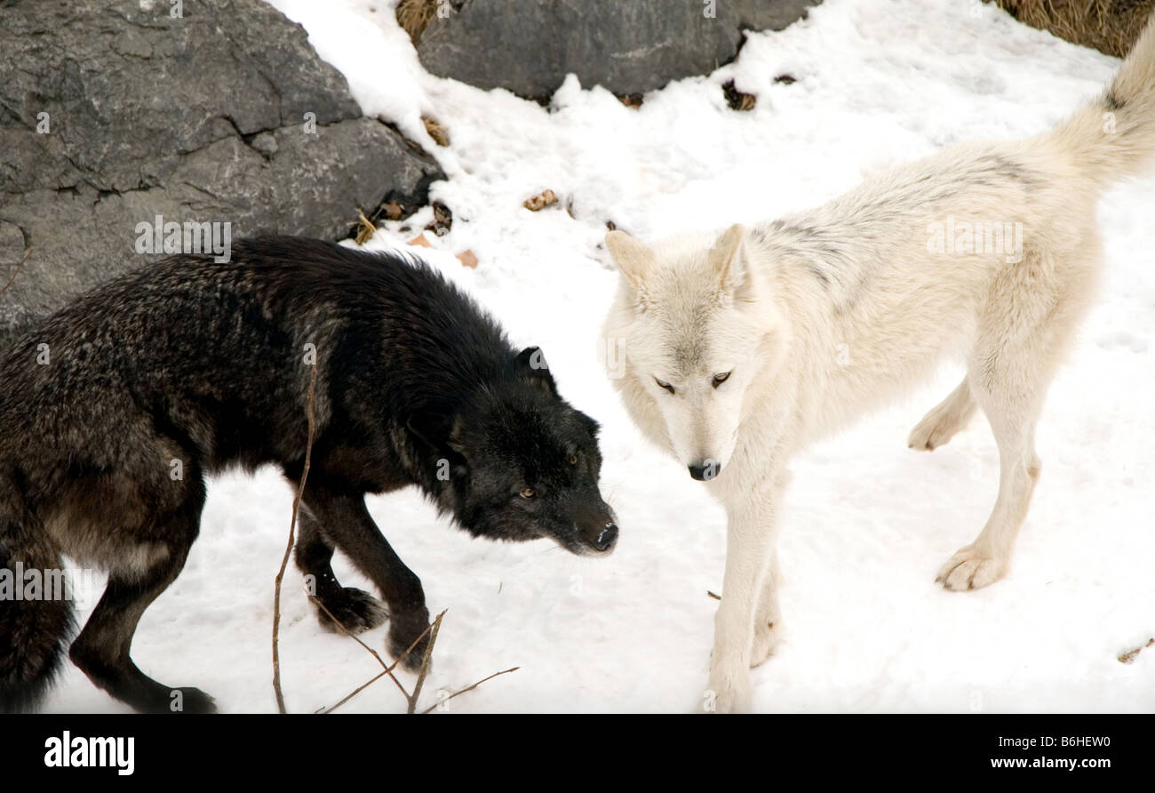 Wolves Roughhousing Wolves snow hi-res stock photography and images - Alamy