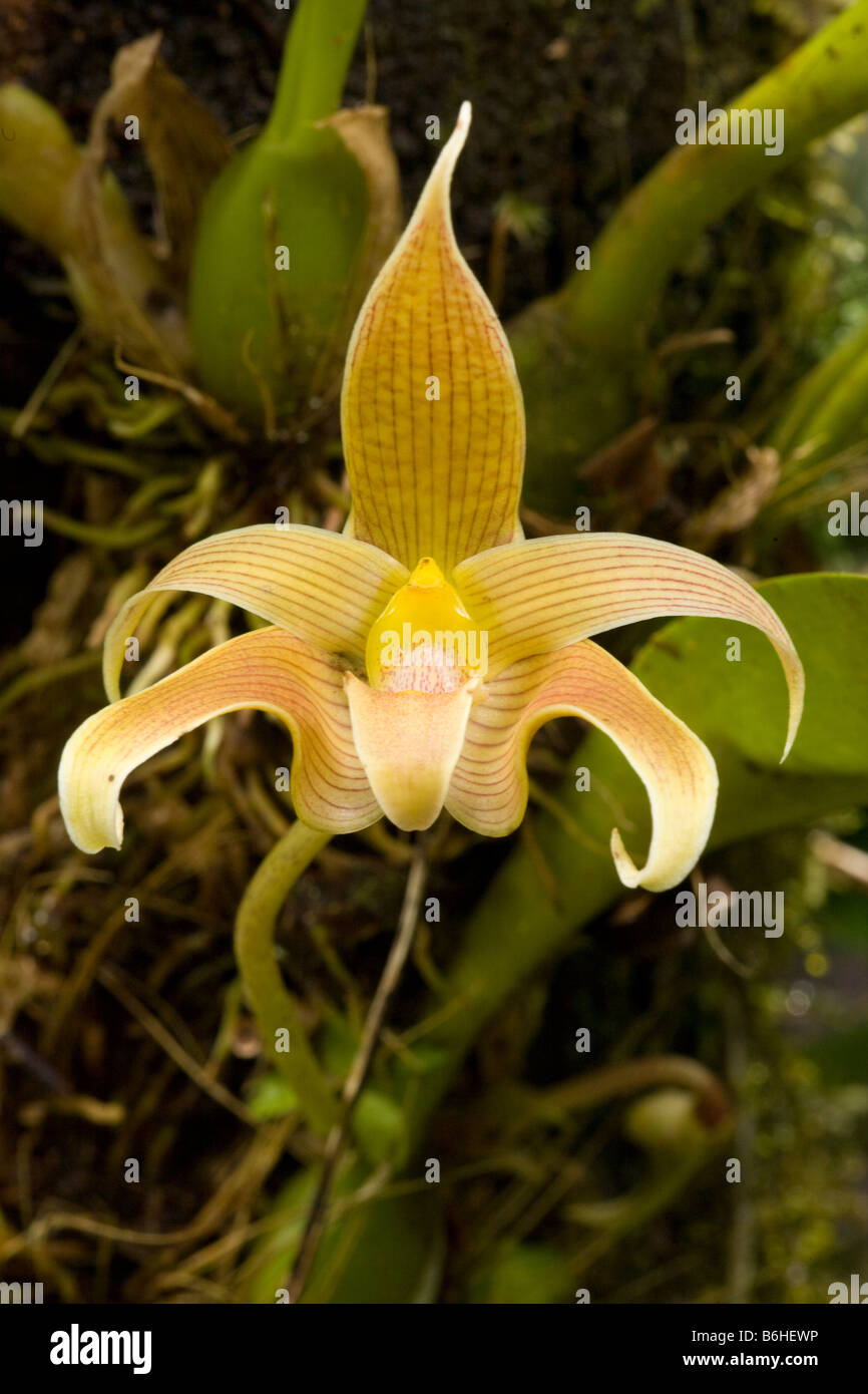 Orchid, Borneo Stock Photo
