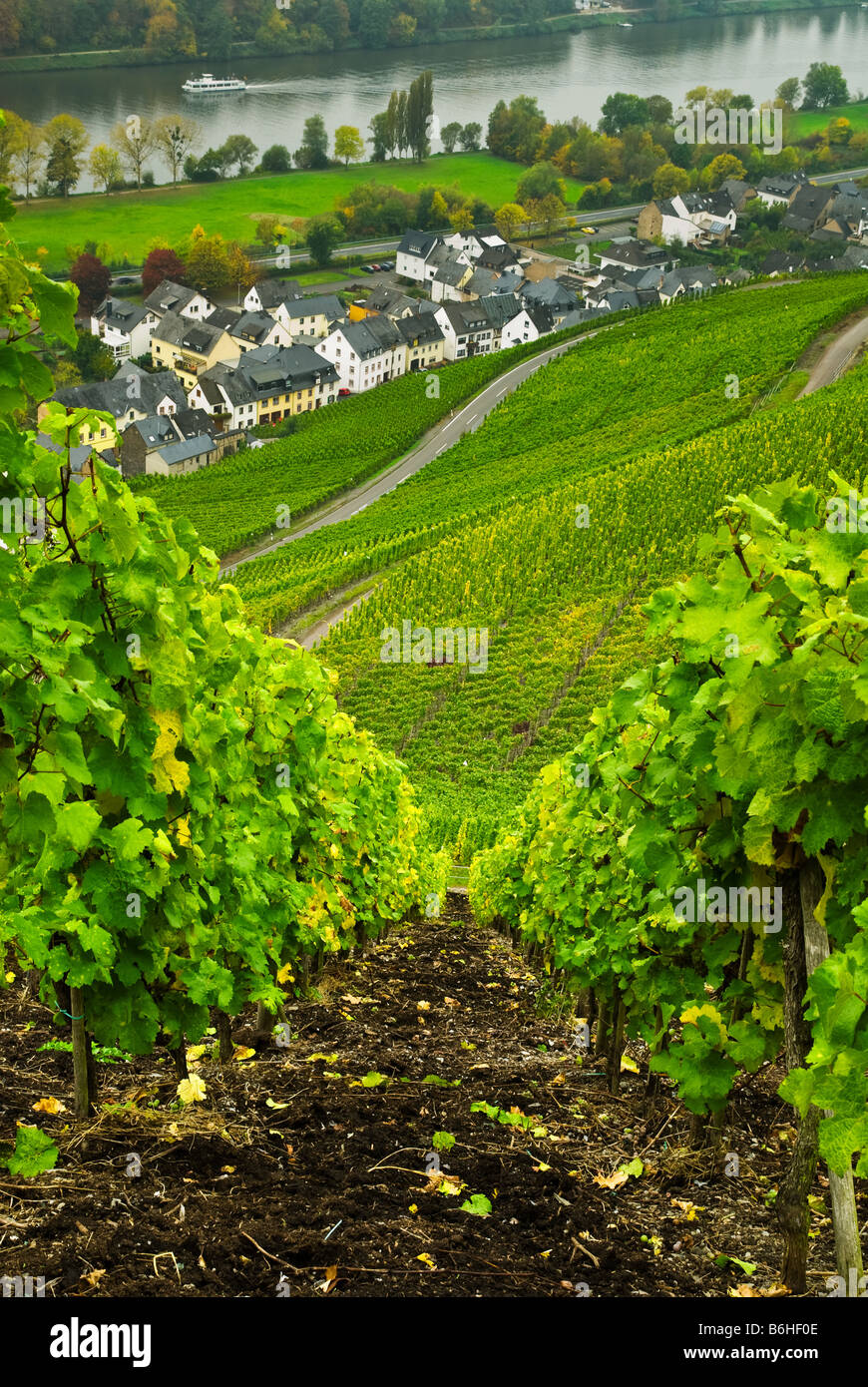 Vineyards Along The Mosel River In Germany Stock Photo Alamy vineyards-along-the-mosel-river-in-germany-stock-photo-alamy