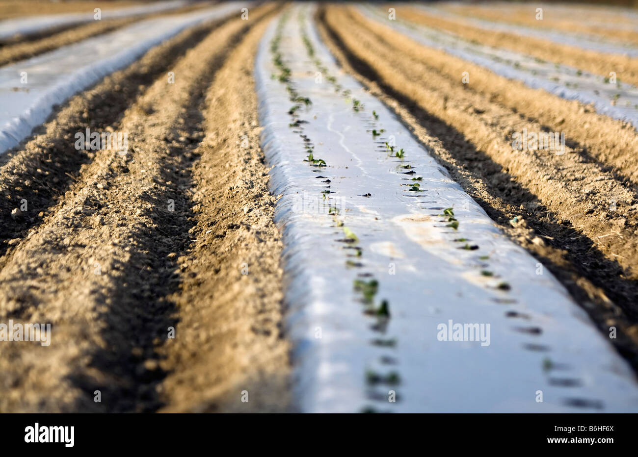 Polythene Sheet High Resolution Stock Photography and Images Alamy