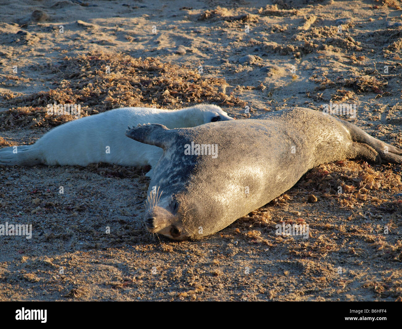 GREY SEAL PUP FEEDING FROM MOTHER  ON THE SANDY BEACH AT WAXHAM NORFOLK ENGLAND UK Stock Photo