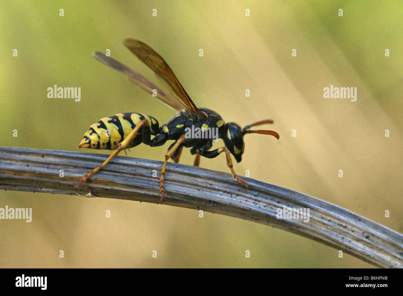 Polistes dominulus - European paper wasp Stock Photo