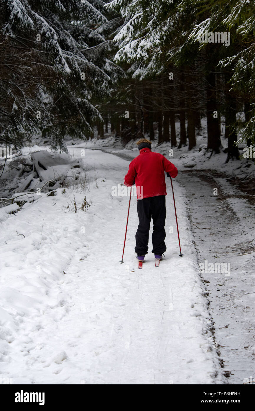 Cross country skiing in the forest ardennes belgium Stock Photo Alamy