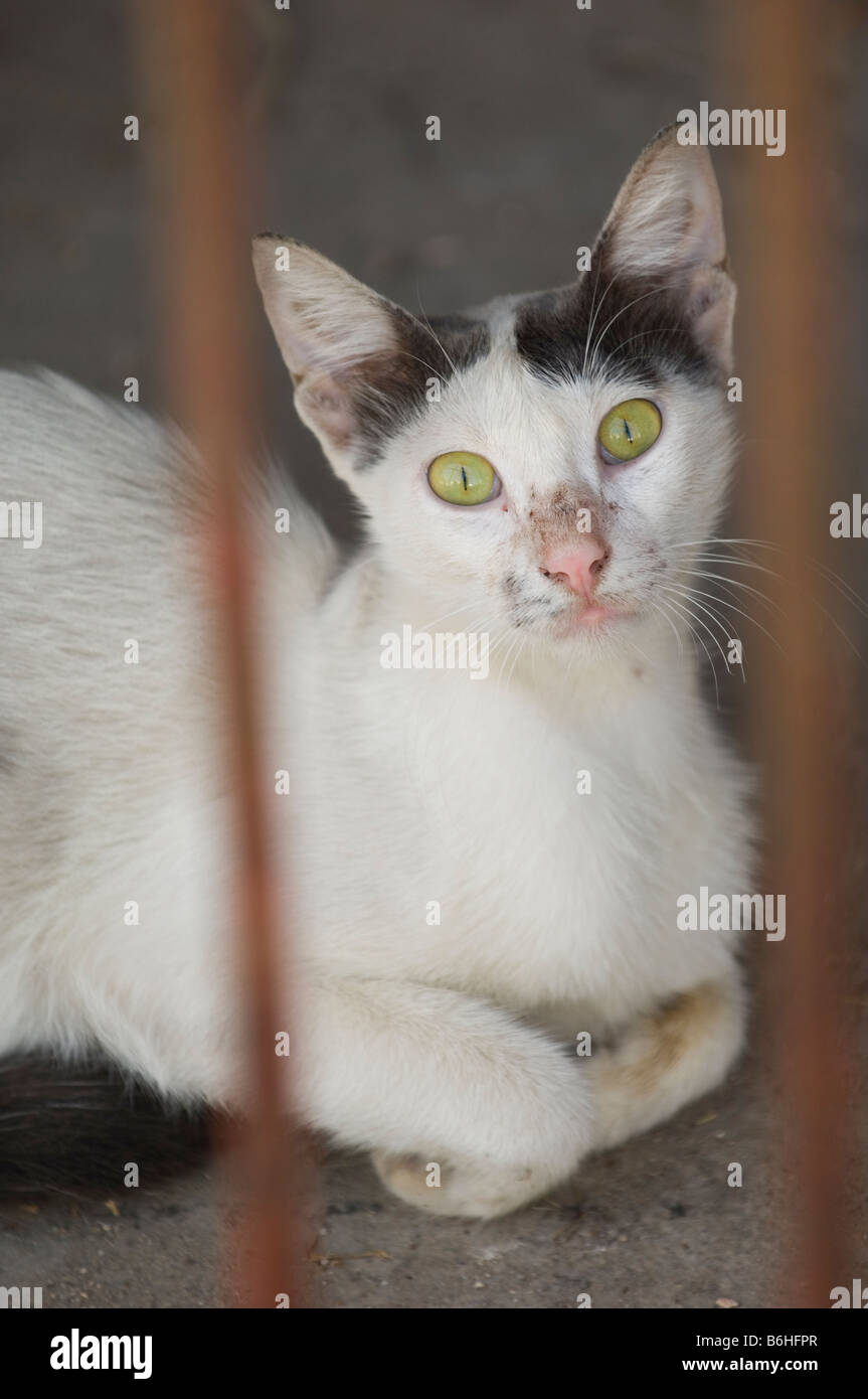 Street cat behind bars Lebanon Middle east Stock Photo