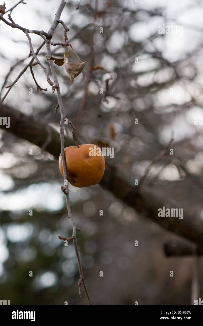 Dried out tree hires stock photography and images Alamy
