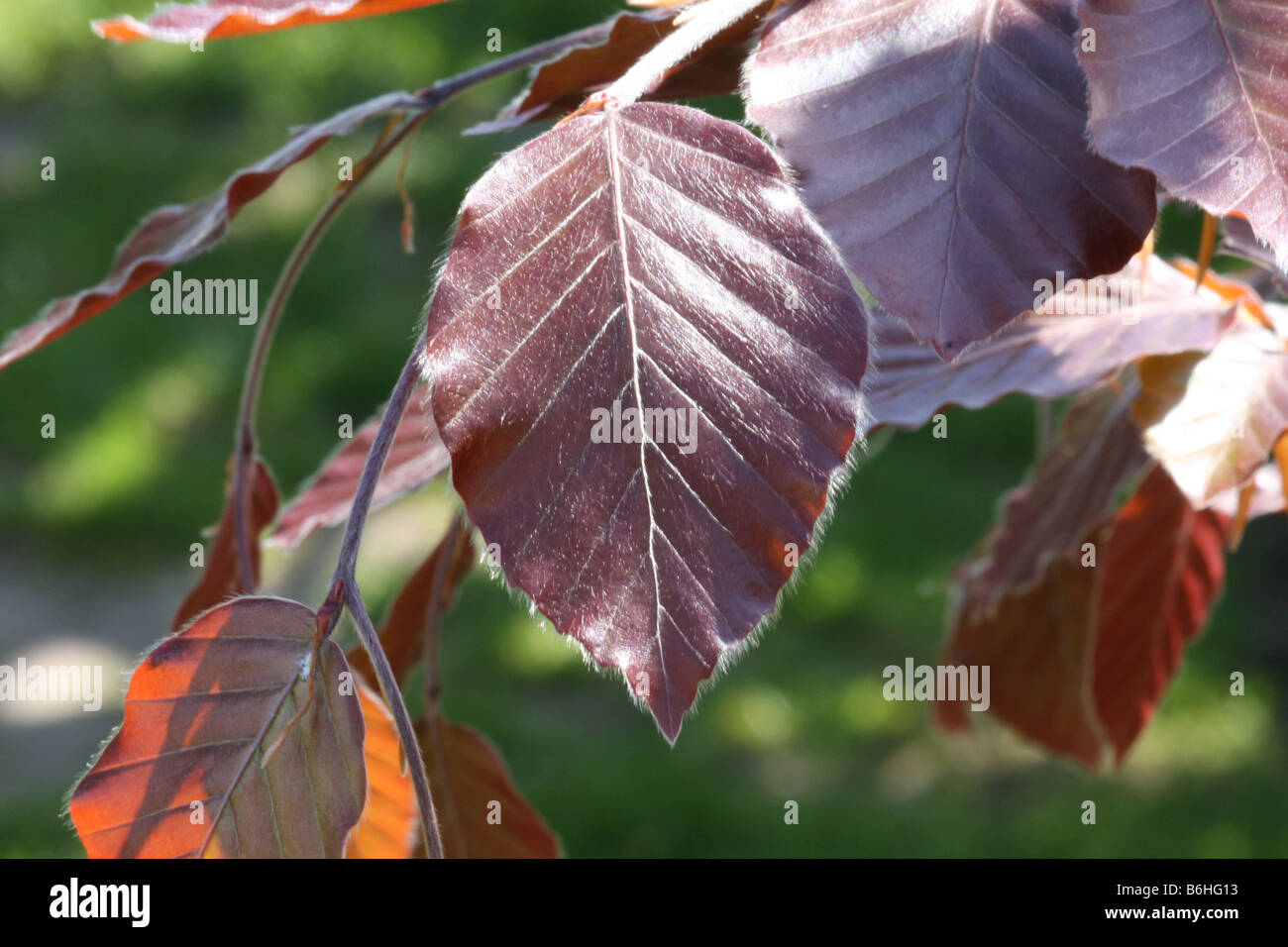 Copper Beech Leaf Stock Photo
