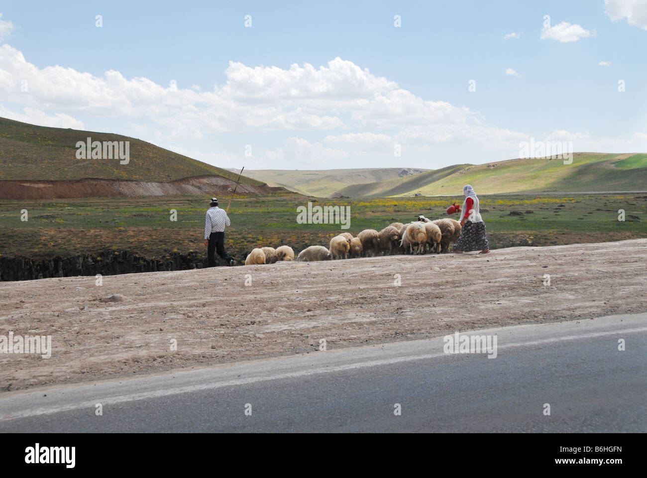sheep being driven home in Turkey Stock Photo