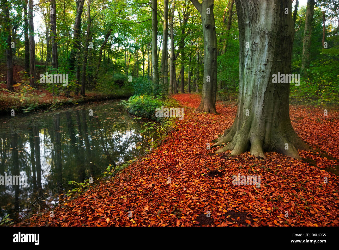autumn colors in the forest Stock Photo - Alamy