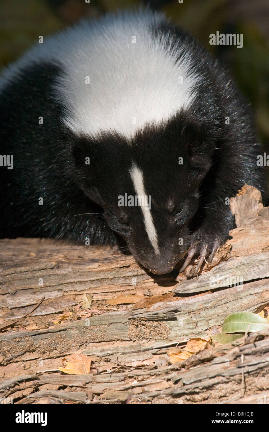Black and white skunk tearing at a rotting log looking for insects Stock  Photo - Alamy