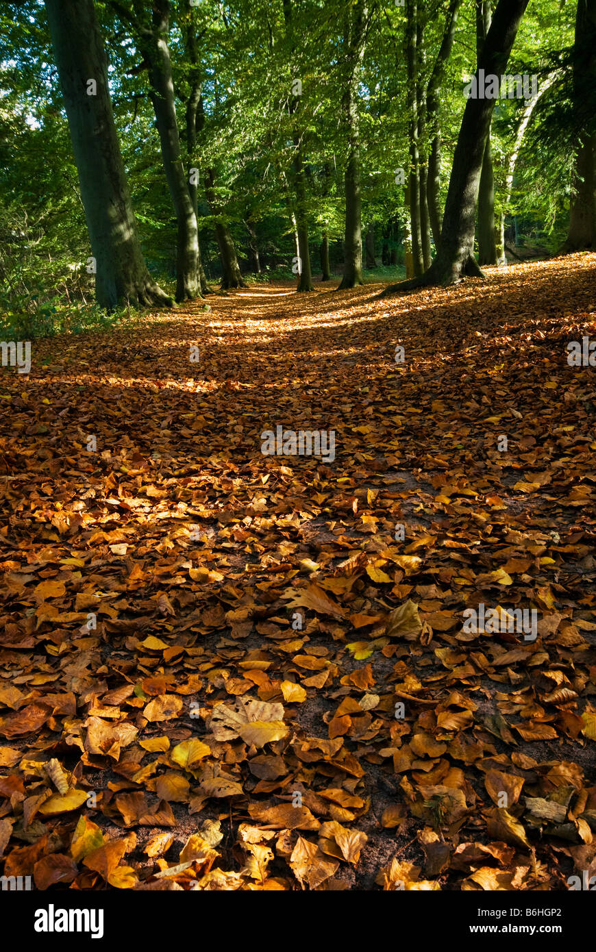 autumn colors in the forest Stock Photo - Alamy