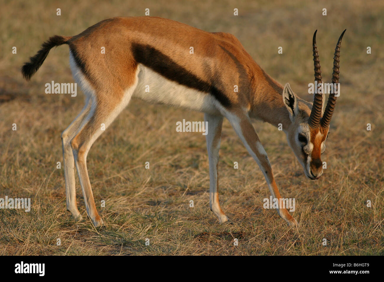 Thomsons gazelle grazing on the Plains of the Masai Mara, Kenya, Africa ...