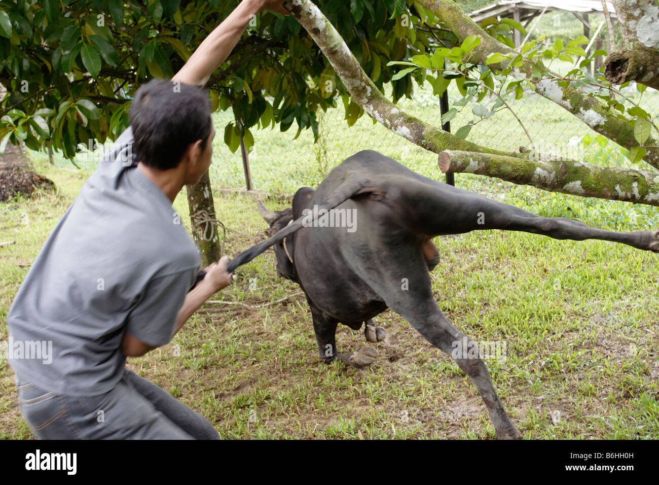 Pulling down a cow for slaughter in Malaysia. Stock Photo