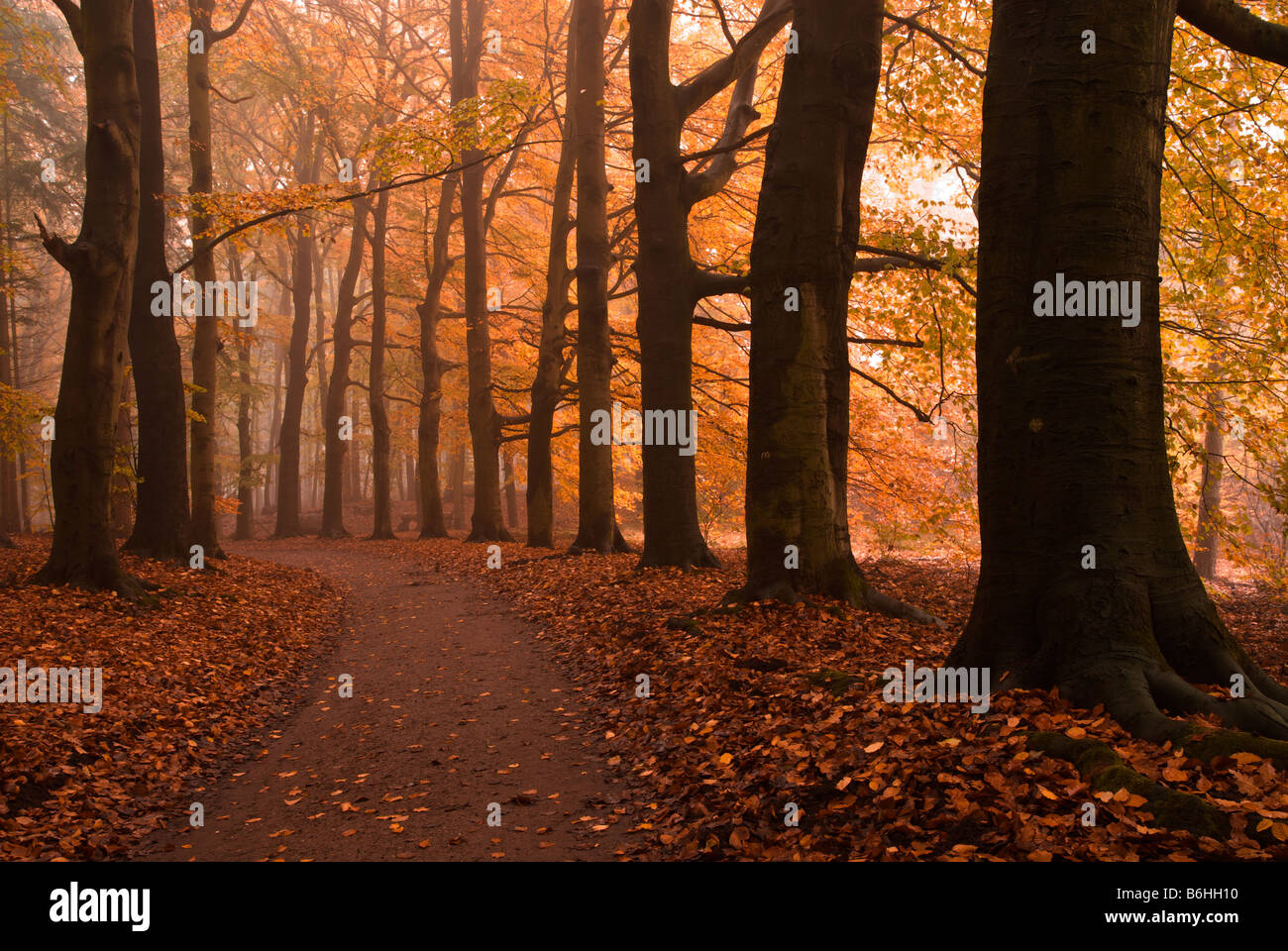 autumn colors in the forest Stock Photo - Alamy