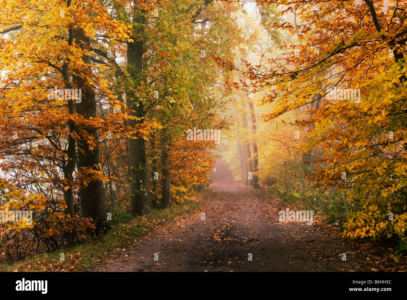 autumn colors in the forest Stock Photo - Alamy