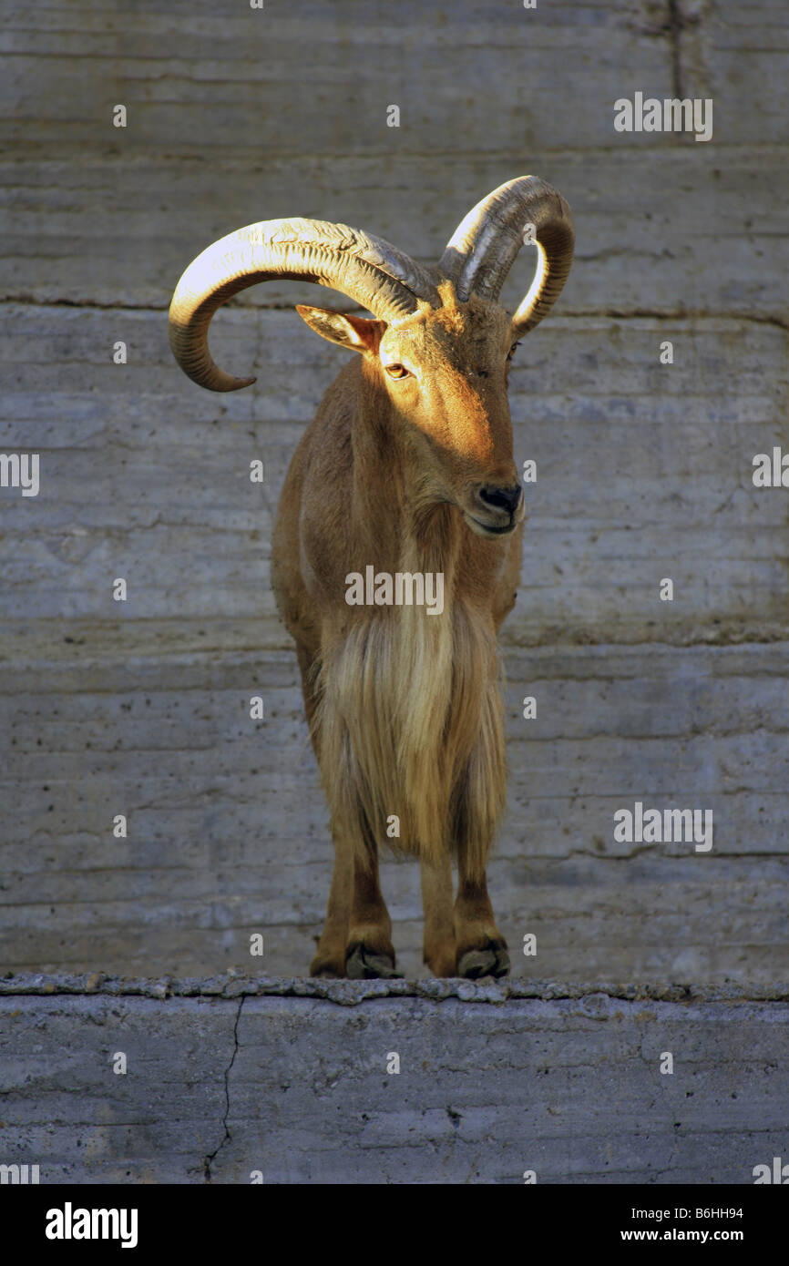 Spanish Ibex at the Madrid zoo Stock Photo