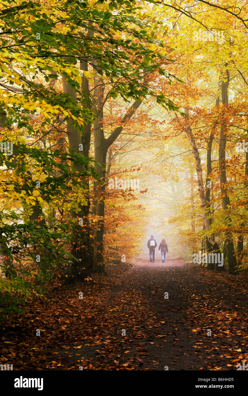 autumn colors in the forest Stock Photo - Alamy