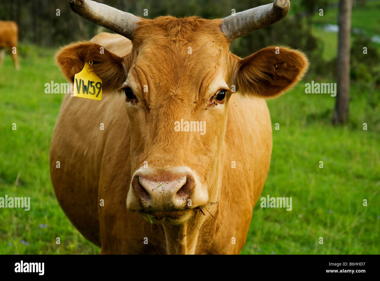 Red Angus cow, Old Hidden Vale Station, Queensland, Australia Stock Photo