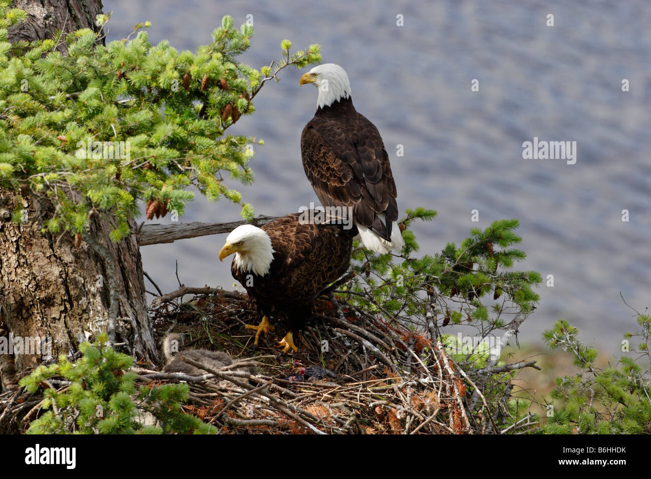 Bald Eagle Haliaeetus leucocephalus pair of adults on nest tending two young eaglets at Denman Island BC in June Stock Photo